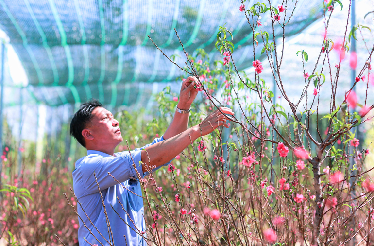 Vườn đào Bắc gọi Xuân trên đất B'Lao