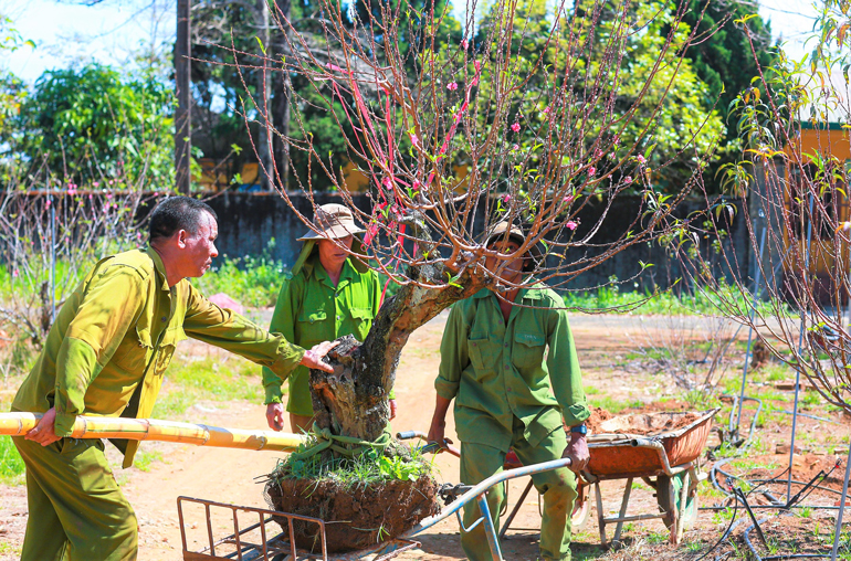 Những ngày này, tại các vườn đào Bắc của ông Hồng, những người thợ chăm sóc đào luôn bận rộn với các công việc như vào chậu, bón phân, tuốt lá để kịp giao đào cho khách chơi tết