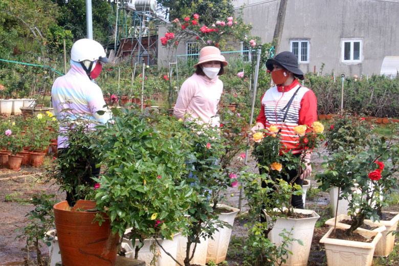 Thú chơi hoa hồng ngày tết