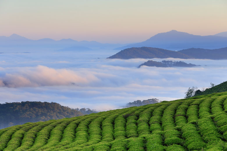 Một góc đồi chè Cầu Đất, Đà Lạt. Ảnh: Võ Trang