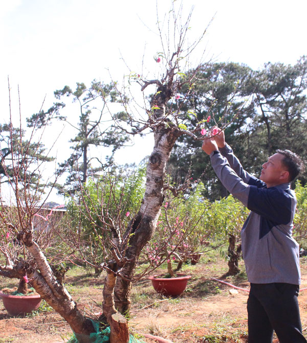 Sắc xuân trên những cành đào