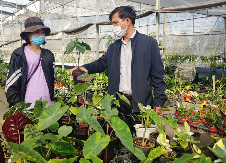 Kiểng lá làm đẹp không gian sống