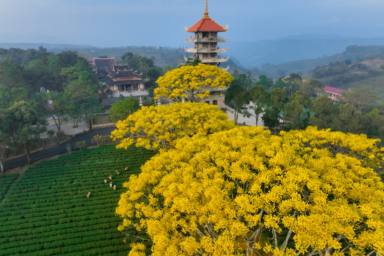 Phượng vàng rực rỡ ở Tu viện Bát Nhã