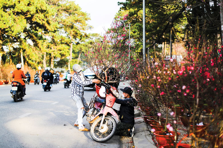 Rạo rực không khí Tết trong vườn, ngoài phố