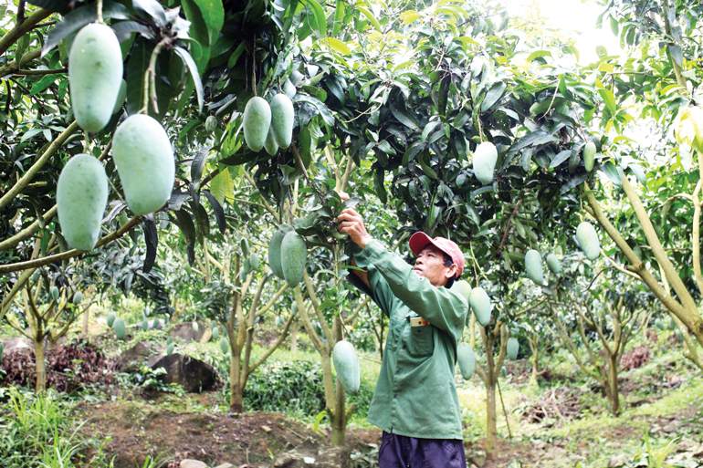 Những năm gần đây, các huyện Cát Tiên, Đạ Tẻh đang dần trở thành những miệt quê với đủ các loại vườn cây ăn trái cho thu nhập rất cao