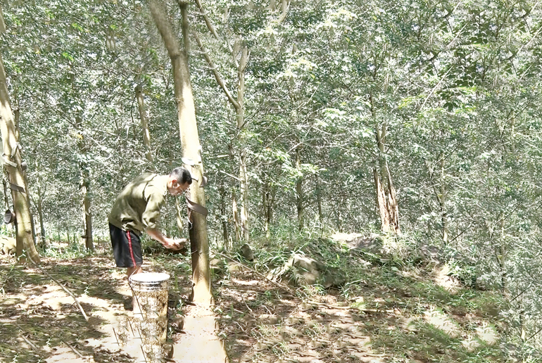 Dòng mủ trắng