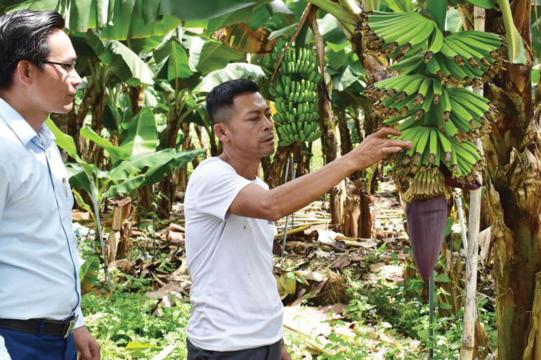 Kỳ vọng 1.000 ha chuối Laba thương hiệu Đạ K'Nàng