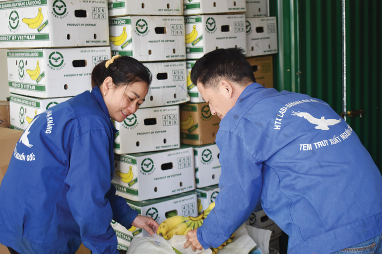 Cửa hàng của HTX Laba Banana Đạ K’Nàng tại Đà Lạt phân phối hàng chục tấn chuối Laba mỗi tháng đến các thị trường trong nước