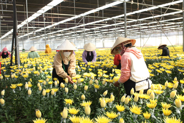 Trồng hoa cúc phục vụ thị trường xuất khẩu tại Công ty Đà Lạt Hasfarm.