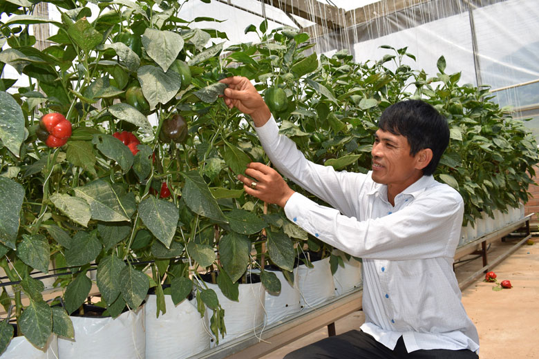 Thu nhập bình quân 1 lao động trong HTX nông nghiệp là 72 triệu đồng/năm.