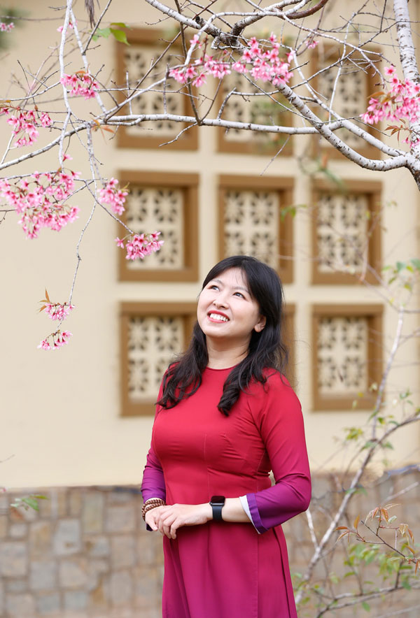 Mai anh đào khoe sắc tím hồng rực rỡ trong nắng vàng, điểm xuyến bên những ô cửa, tăng thêm nét duyên dáng của kiến trúc