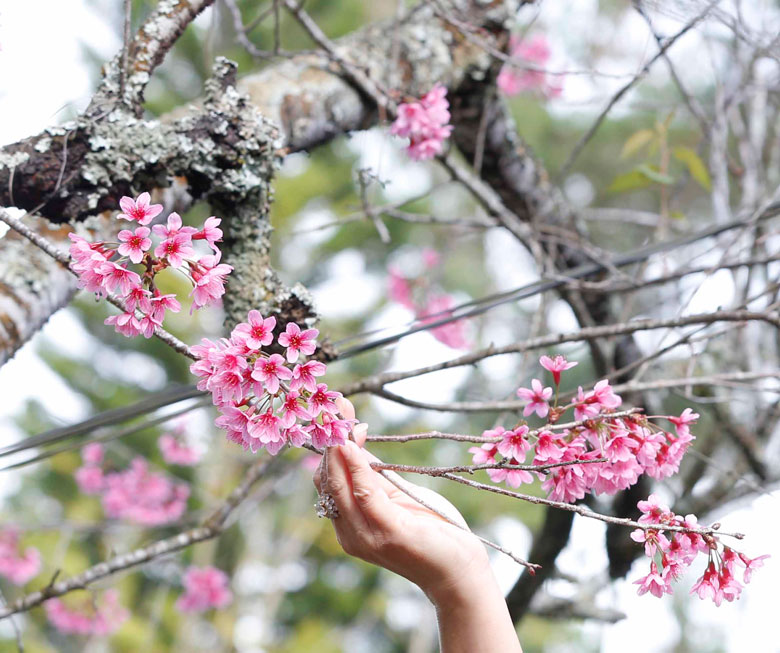 Tuy vậy, có cây Mai anh đào già, xù xì, với những chùm bông mỏng manh nổi lên trên phần thân cây đã đóng vảy cũng rất được yêu thích vì tạo nét tương phản càng thêm phần dễ thương