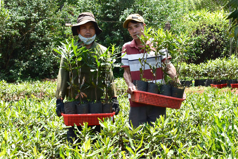 Tìm lời giải cho bài toán sản xuất nông nghiệp trên đất lâm nghiệp (Bài 2)