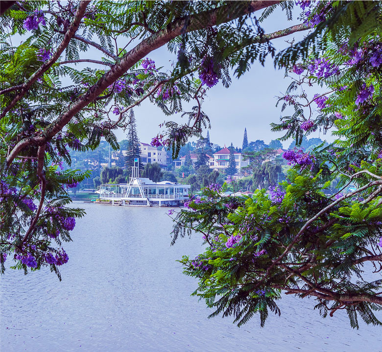 Lối về những miền hoa