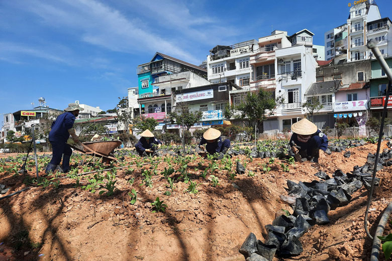 Vườn hoa dọc đường Nguyễn Văn Cừ luôn được cải tạo lại đất đủ dinh dưỡng, có hệ thống tưới nước tự động để trồng các loại hoa. Đây là một điểm nhấn thân thiện của thành phố Đà Lạt, nơi luôn thu hút du khách thưởng ngoạn và điểm check in lý tưởng của giới trẻ. Phó giám đốc Công ty cổ phần Dịch vụ đô thị Đà Lạt, ông Phạm Tuấn Sơn cho biết: đơn vị đang trồng khoảng 40.000 chậu hoa Chuông với rất nhiều màu sắc rực rỡ.