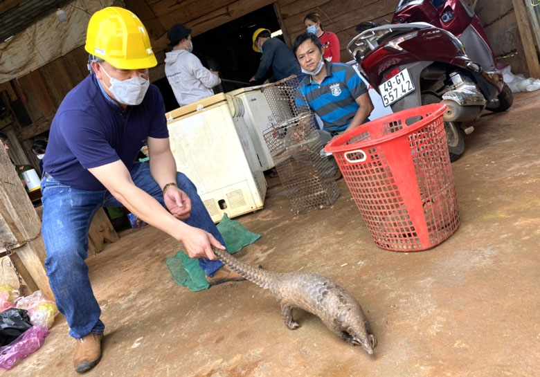 Cá thể Tê tê quý hiếm do ông Đồng tàng trữ được giải cứu thành công