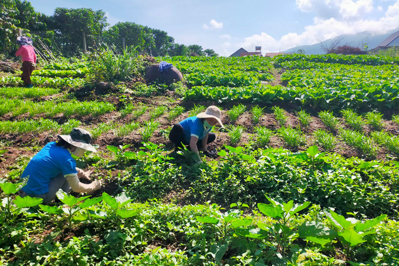 Hỗ trợ phụ nữ dân tộc thiểu số phát triển kinh tế
