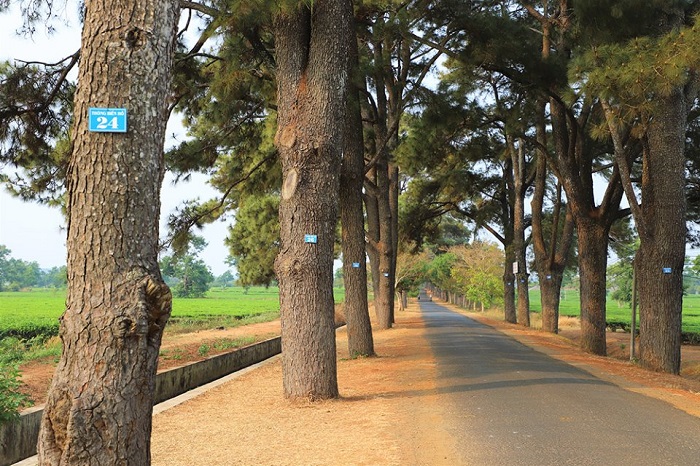 Hàng thông trăm tuổi hiện tại còn lại 90 cây được địa phương đánh số thứ tự để bảo vệ và giữ gìn