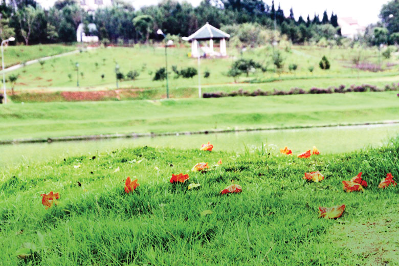 Những vạt cỏ xanh ở thành phố ấy