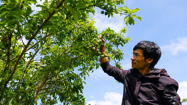 Khám phá vườn mận Tam hoa ở Đa Chais