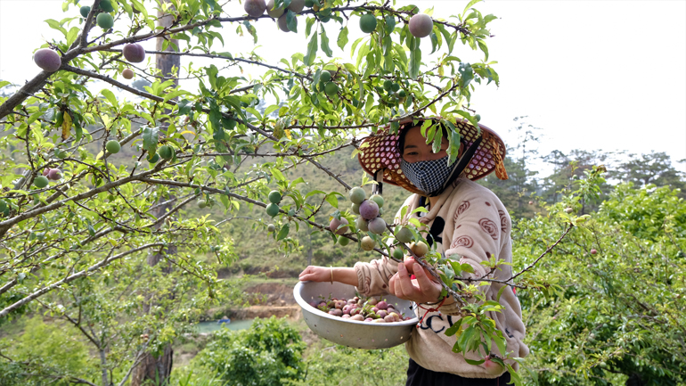 Mận đầu mùa được bán tại vườn với giá từ 70.000 – 100.000/kg