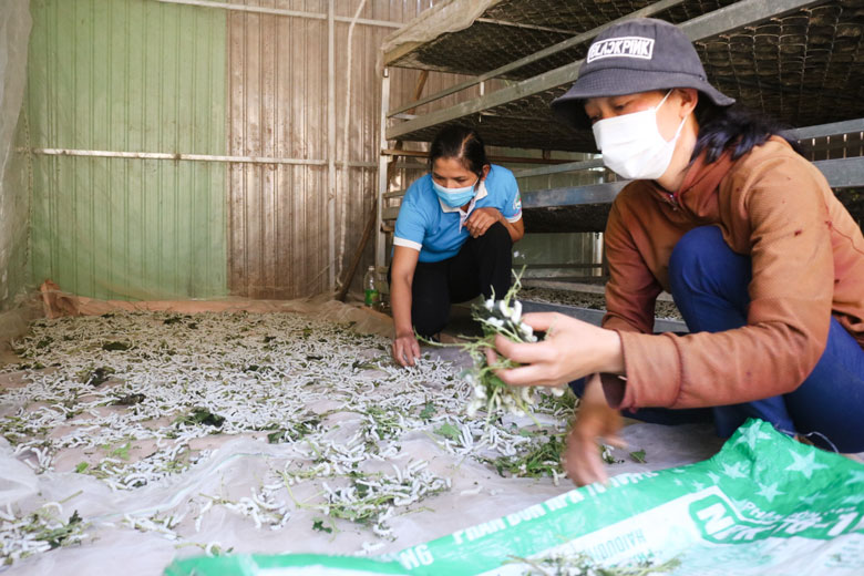 Tổ hợp tác - hướng giải quyết việc làm cho phụ nữ nông thôn