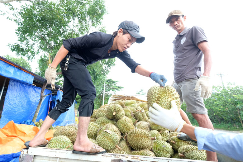 Quản lý mã số vùng trồng cần chặt chẽ hơn