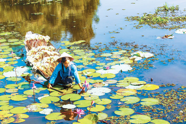 Hái hoa súng mùa con nước nhảy đồng. Ảnh: Võ Việt