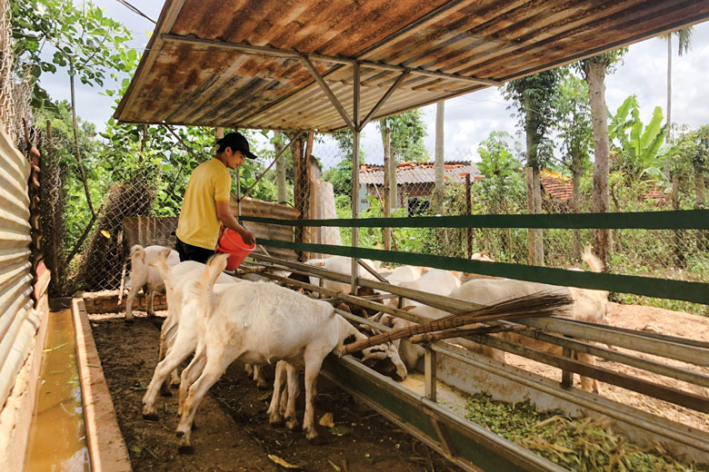Nông dân trẻ nuôi dê lai