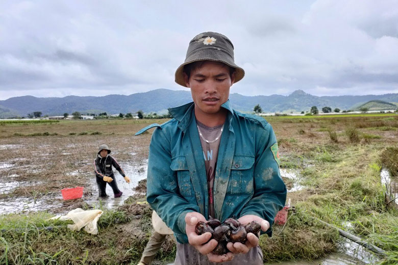 Lo đầu ra cho sản phẩm củ năng
