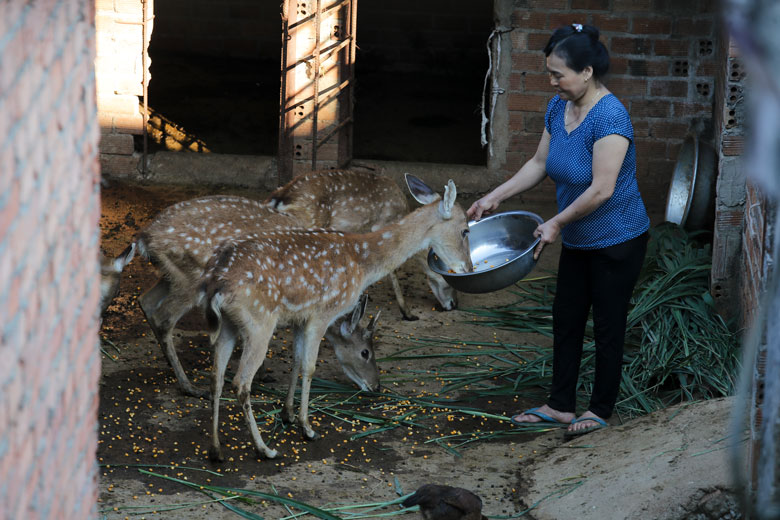 Liên kết nuôi hươu lấy nhung
