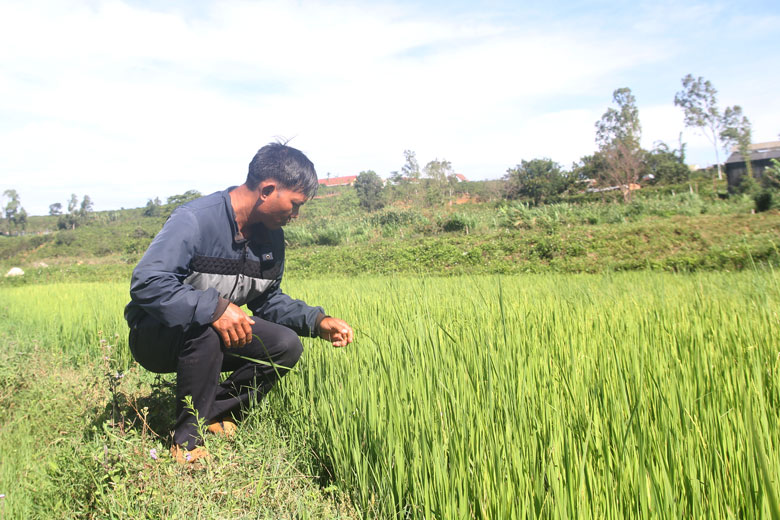 Di Linh triển khai nhân rộng giống lúa ST25