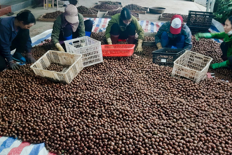 Trồng thuần mắc ca theo hướng hữu cơ