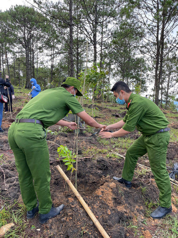 Trồng hơn 2000 cây mai anh đào trên địa bàn Đà Lạt