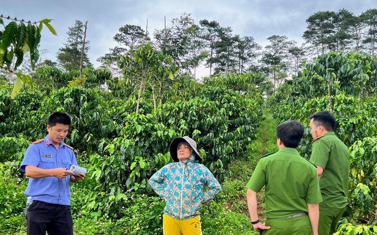 Bảo Lâm: Cà phê bị vàng lá, rụng trái không do chất lượng phân bón