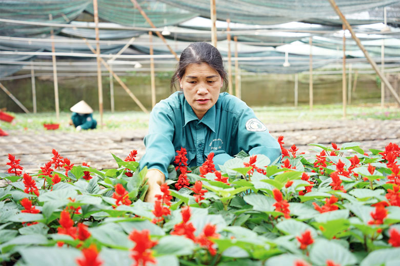 Nữ công nhân đam mê tạo giống mới làm đẹp thành phố