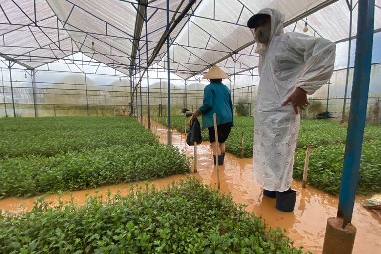 Một vườn hoa cúc giống bị ngập cục bộ