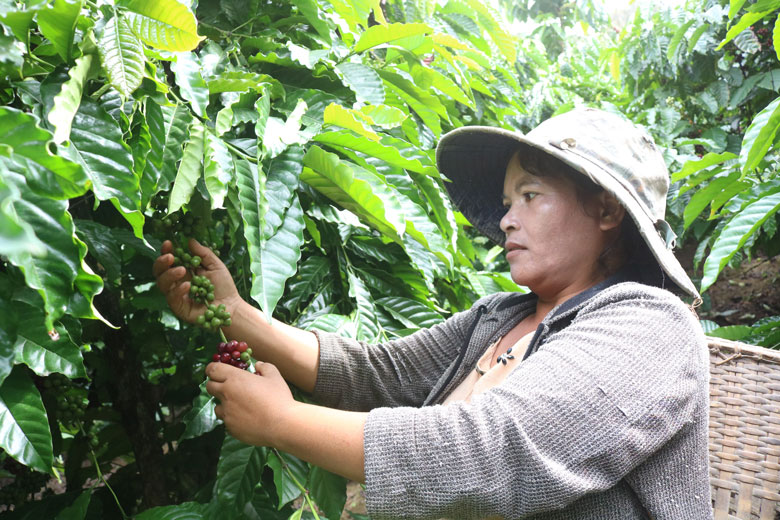 Công tác xây dựng Đảng ở Liêng Srônh
