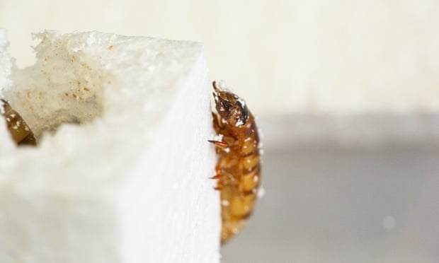 Sâu gạo ăn nhựa - 'chìa khóa' tiềm năng giúp giải quyết rác thải nhựa