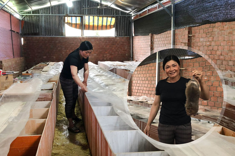 Mắc mùng nuôi dúi giống