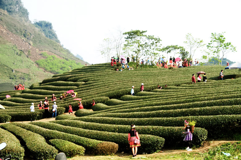 Đi qua những đồi chè