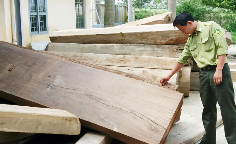 Tang vật lâm sản khai thác trái phép của “lâm tặc” tập kết tại cơ quan kiểm lâm