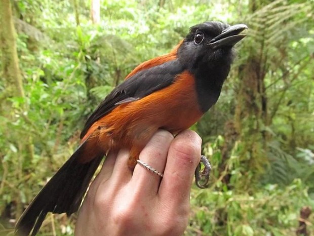Chất độc của pitohui có thể gây liệt, ngưng tim và tử vong cho những nạn nhân bị trúng độc nặng