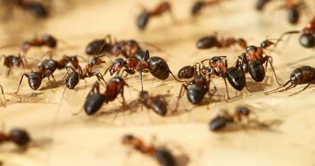 Phát hiện kinh ngạc về số lượng kiến sinh sống trên Trái Đất