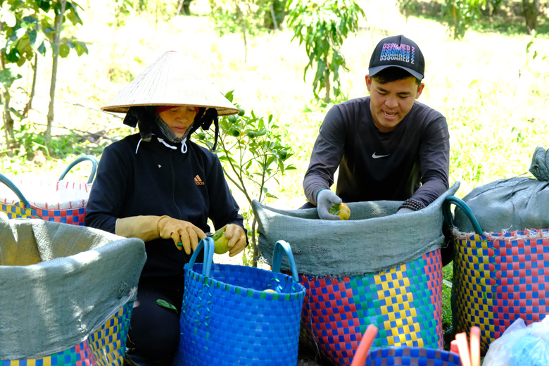 Bắt đầu từ thời điểm tháng 8, người dân đã tiến hành thu hoạch trái hồng tươi. Từ trung tâm Đà Lạt theo Quốc lộ 27, dọc hai bên đường, những cây hồng chi chít trái xanh bắt đầu ngả đỏ như mời mọc du khách dừng bước