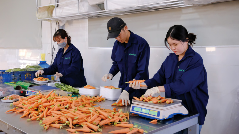 Mở rộng liên kết sản xuất, tạo việc làm cho thanh niên