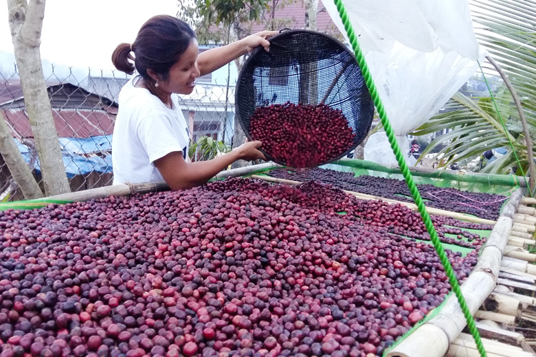 Mô hình Liên kết sản xuất cà phê ''Oh mi KoHo coffee''