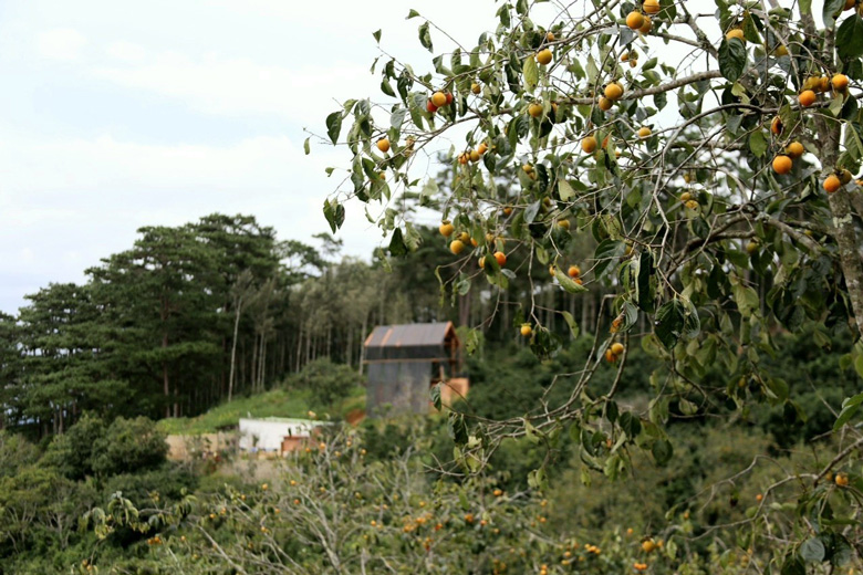 Mùa hồng đi ngang phố