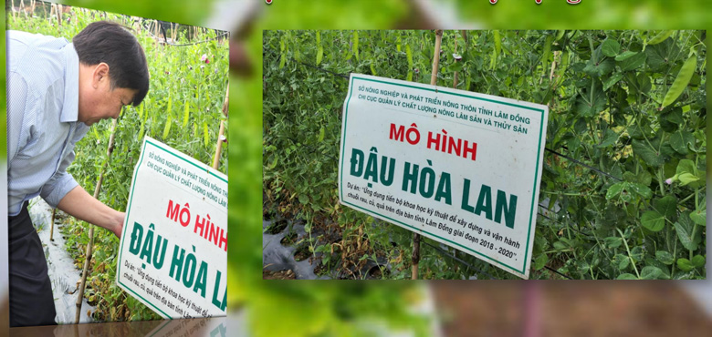 Các mô hình rau, quả an toàn được trồng đúng kỹ thuật quyết định chất lượng của chuỗi giá trị