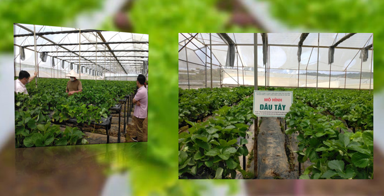 Các mô hình rau, quả an toàn được trồng đúng kỹ thuật quyết định chất lượng của chuỗi giá trị